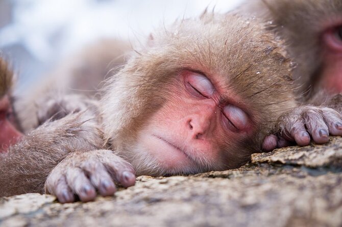 1-Day Snow Monkeys, Zenko-ji Temple & Sake in Nagano - Sake tasting at Nishimon Yoshinoya