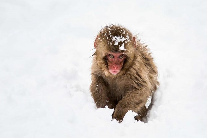 1-Day Snow Monkeys, Zenko-ji Temple & Sake in Nagano - The forest walk to Jigokudani Snow Monkey Park