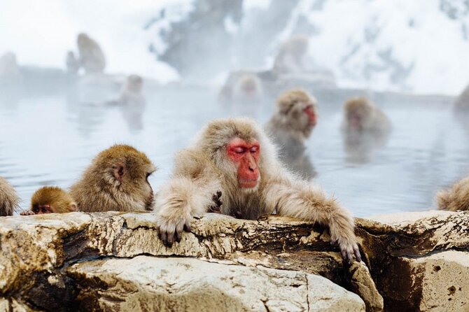 1-Day Snow Monkeys, Zenko-ji Temple & Sake in Nagano - Guides and the value of a group tour