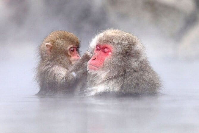 1-Day Winter Tour From Nozawa Onsen: Snow Monkeys, Zenko-ji Temple & Sake - Zenko-ji Temple gives the day its cultural center