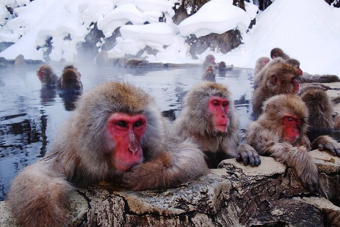 1-Day Winter Tour From Nozawa Onsen: Snow Monkeys, Zenko-ji Temple & Sake - Who will enjoy this Nagano day most