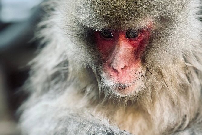 Nagano: Snow Monkey and Zenkoji Temple Free Sake Taste Day Tour - A very long day from Tokyo to Nagano