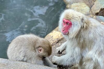 Nagano: Snow Monkey and Zenkoji Temple Free Sake Taste Day Tour