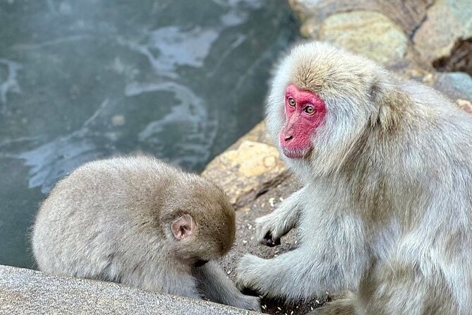 Nagano: Snow Monkey and Zenkoji Temple Free Sake Taste Day Tour - Obuse and the world of Hokusai