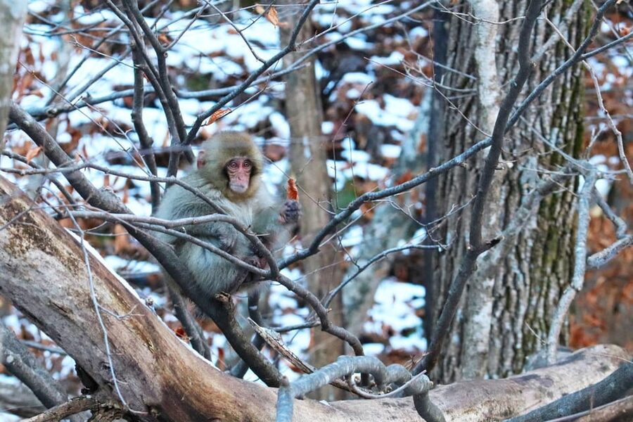 Nagano: Snow Monkeys, Zenkoji Temple & Sake Day Trip - Key points to know before booking