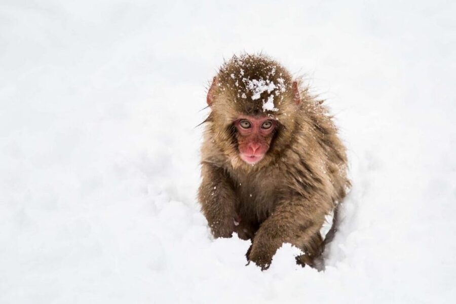 Nagano: Snow Monkeys, Zenkoji Temple & Sake Day Trip - Who will enjoy this day most