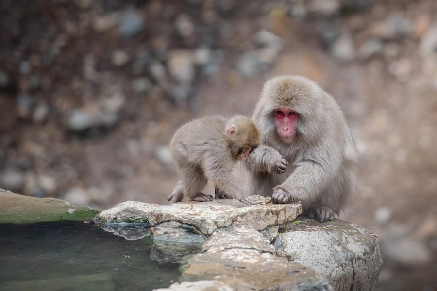 Nagano: Snow Monkeys, Zenkoji Temple & Sake Day Trip - Why the snow monkeys are only part of the appeal