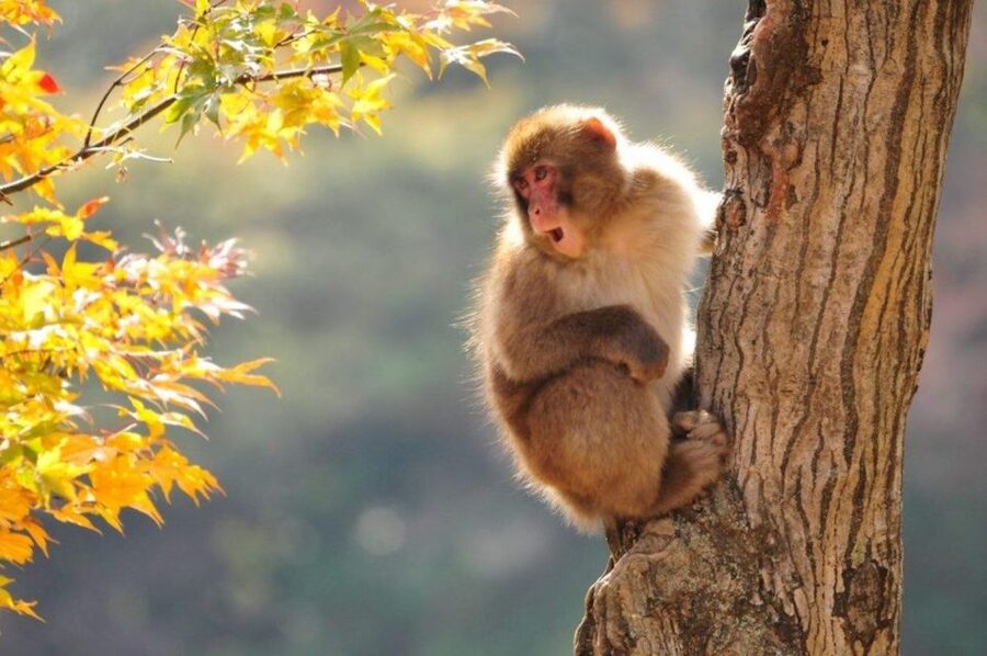 Nagano: Snow Monkeys, Zenkoji Temple & Sake Day Trip - Zenkoji Temple: a thoughtful first stop