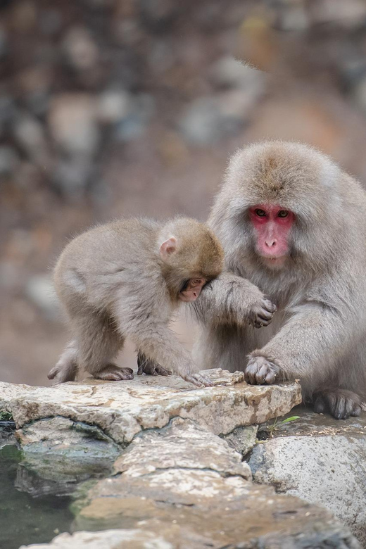 Nagano: Snow Monkeys, Zenkoji Temple & Sake Day Trip - A Nagano lunch with real staying power