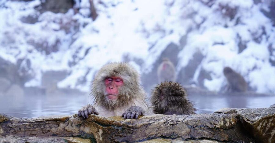 Nagano: Snow Monkeys, Zenkoji Temple & Sake Day Trip - The forest walk to Jigokudani Monkey Park