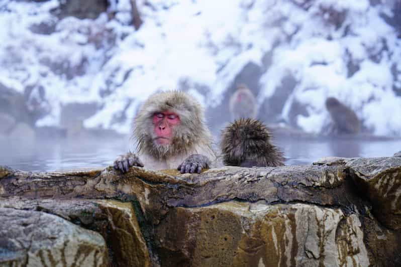 Nagano: Snow Monkeys, Zenkoji Temple & Sake Day Trip - Starting in Nagano or Hakuba