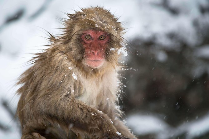 Private Nagano 1-Day Tour:Snow Monkeys,Zenko-ji,Obuse,Sake,Onsen - The Hokusai Museum and the art option