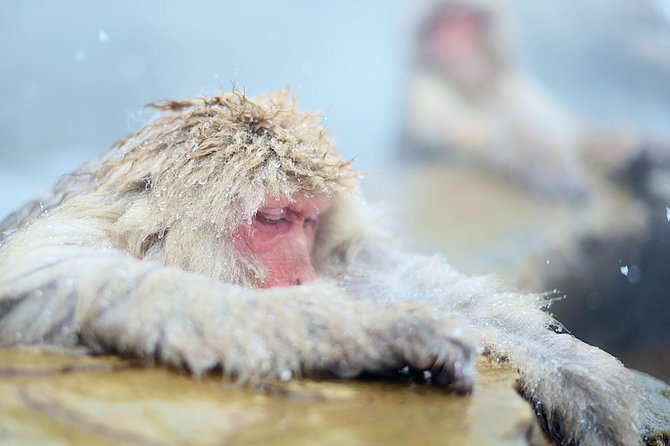 Private Nagano 1-Day Tour:Snow Monkeys,Zenko-ji,Obuse,Sake,Onsen - Private car or public transportation?