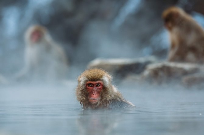 Private Nagano 1-Day Tour:Snow Monkeys,Zenko-ji,Obuse,Sake,Onsen - Who gets the most from this experience?