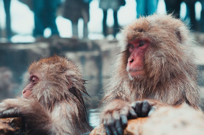 Private Nagano 1-Day Tour:Snow Monkeys,Zenko-ji,Obuse,Sake,Onsen - Starting at 8:45 am in Nagano