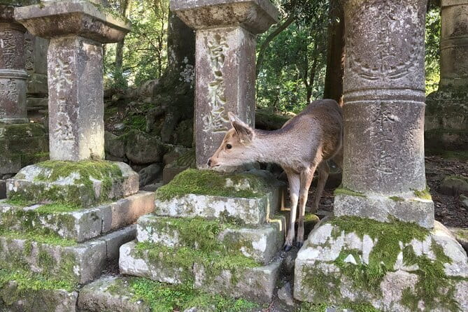 Private Nara Tour and Sake Tasting (Departing from Kyoto/Nara) - Tamukeyama Hachimangu and the link between faiths