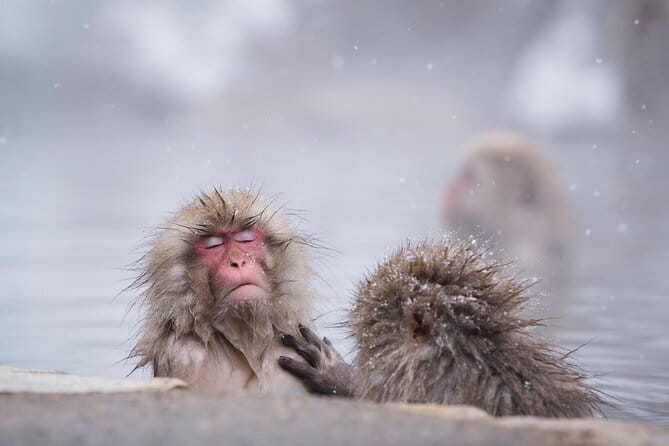 Snow Monkeys, Hokusai & Sake: A Perfect Day in Nagano - Key points at a glance