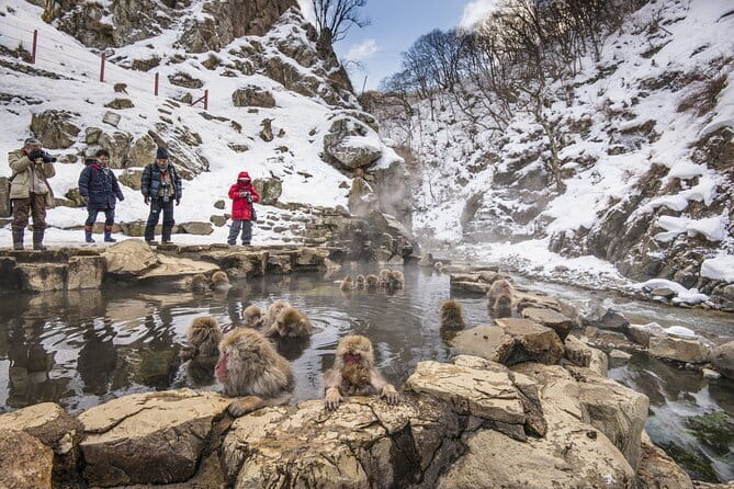 Snow Monkeys, Hokusai & Sake: A Perfect Day in Nagano - A small sake tasting at Masuichi Ichimura