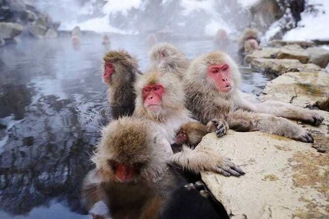 Snow Monkeys Sake Tasting Zenko-ji and Monzen Terrace Lunch - Key points to know before booking