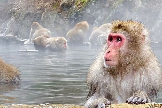 Snow Monkeys Sake Tasting Zenko-ji and Monzen Terrace Lunch - Why this Nagano day works so well