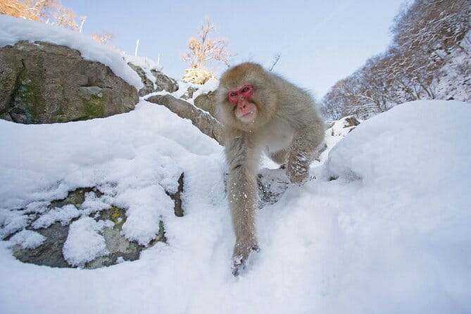 Snow Monkeys Sake Tasting Zenko-ji and Monzen Terrace Lunch - Lunch at Monzen Terrace Enya