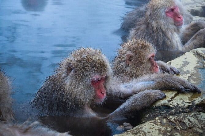 Snow Monkeys Sake Tasting Zenko-ji and Monzen Terrace Lunch - What the $543 price really covers