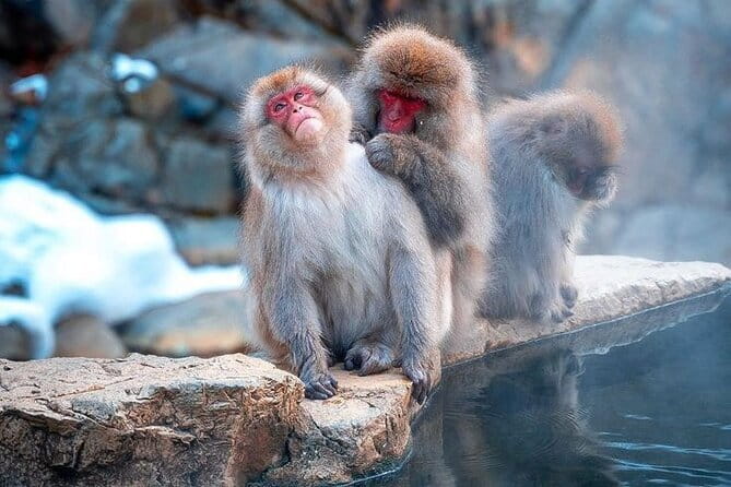 Snow Monkeys Sake Tasting Zenko-ji and Monzen Terrace Lunch - Zenko-ji and the key to paradise